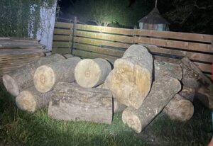 Lemn de esenţă foarte rară, folosit la confecţionarea instrumentelor muzicale, tăiat ilegal dintr-o pădure din Suceava