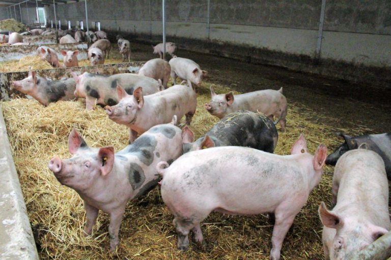 Se lansează un nou program de sprijin pentru crescătorii de porci. Județul are peste 68.000 de capete