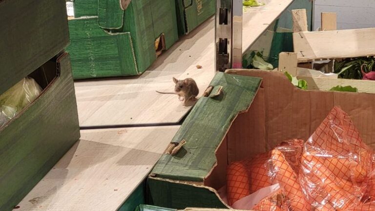 Mizerie și șoareci – Un supermarket Lidl din Iași, închis astăzi de Protecția Consumatorilor (FOTO)