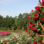 Urmează două mari sărbători cu cruce roșie, dar și altele cu cruce neagră. Dacă reînfloresc trandafirii vom avea toamnă frumoasă