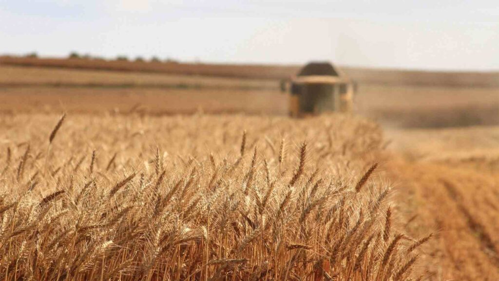  5 idei de afaceri profitabile în domeniul agriculturii (P)