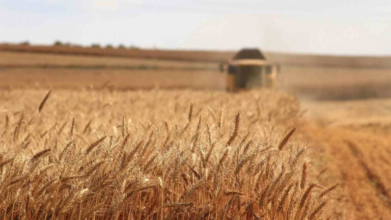 5 idei de afaceri profitabile în domeniul agriculturii (P)
