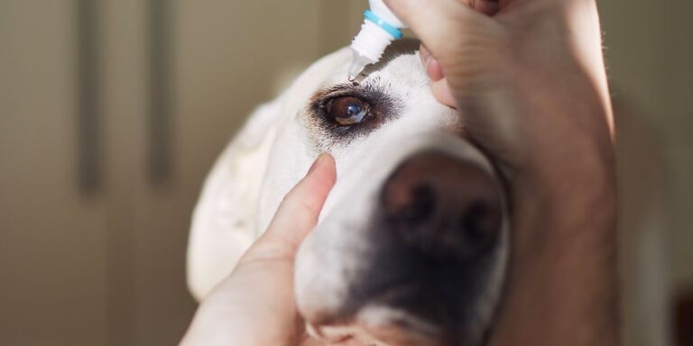 Glaucomul la animalele de companie