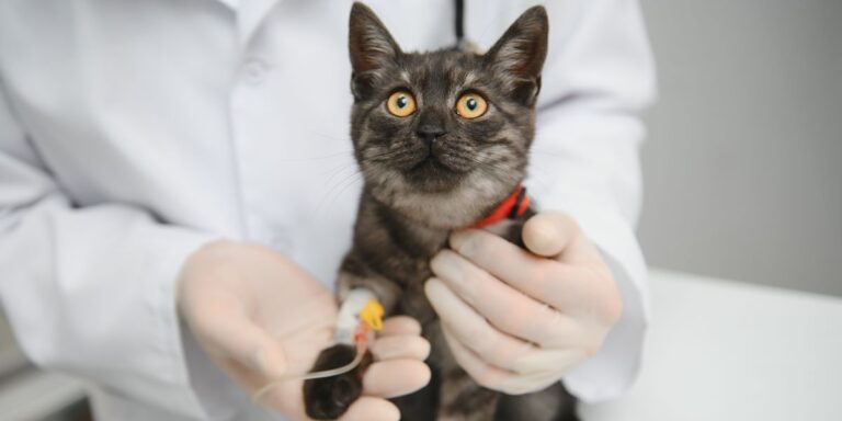 De ce este importantă monitorizarea tensiunii arteriale la animalele de companie?