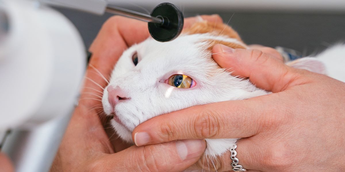 Cum putem recunoaște ulcerul cornean la animalele de companie?