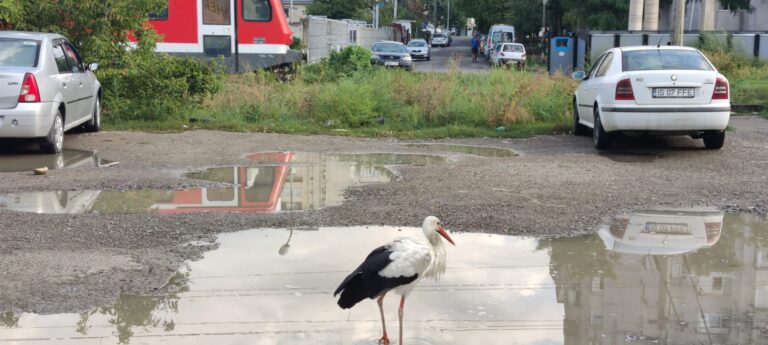VIDEO Gropile din Iași, pline cu apă, transformă orașul în Deltă. Vin berze în jurul lor și sunt foarte blânde