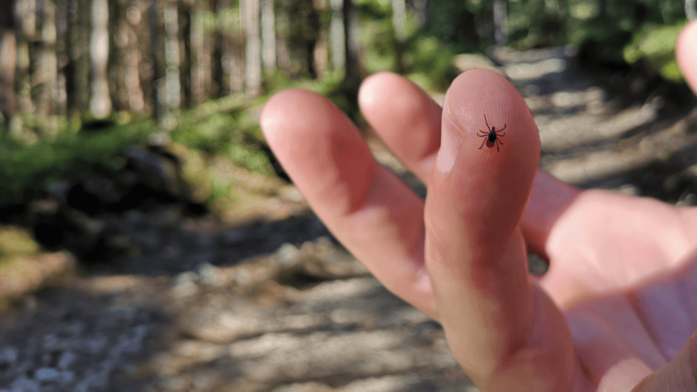 „Boala căpușelor” - Trei cazuri confirmate de Lyme la Spitalul de Boli Infecțioase din Iași
