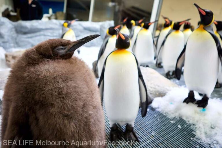 Un pui de pinguin imperial cu o greutate de peste 23 de kilograme a devenit un star pe reţelele de socializare