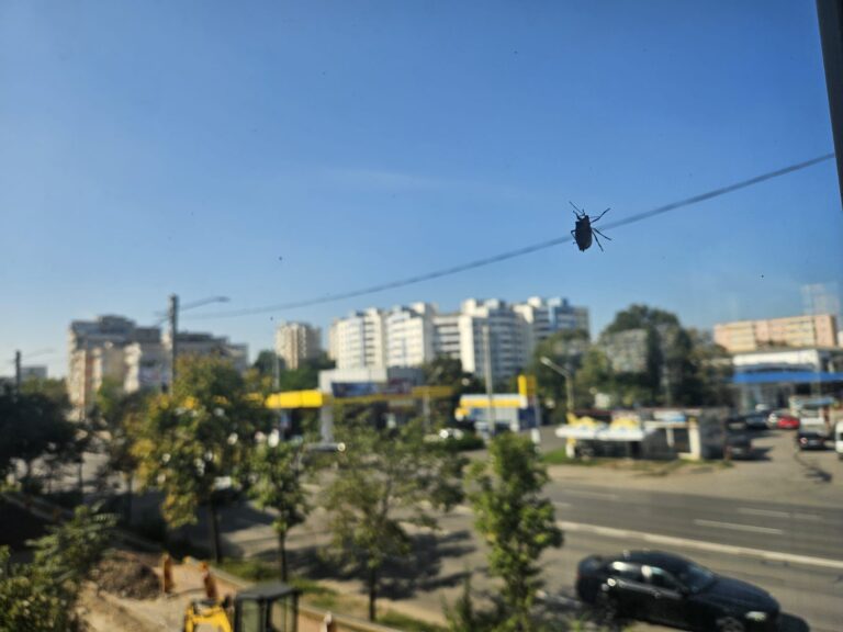 De ce se adună ploșnițele la tocurile ferestrelor sau în fisurile din pereți în această perioadă. Un profesor de la USV lămurește misterul