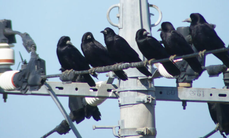 Porumbeii și ciorile care mor în Iași au urme de metale grele în corp. Ce spune aceasta despre poluarea aerului?