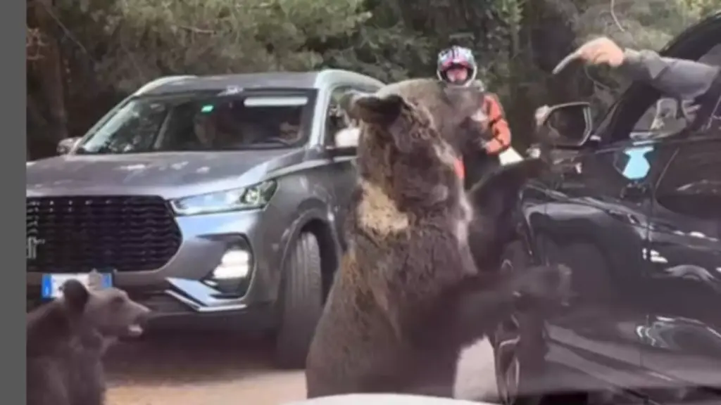 VIDEO Bărbat, gata să rămână fără braț după ce a încercat să hrănească un urs de la volanul mașinii! Imagini care vă pot afecta emoțional!!!