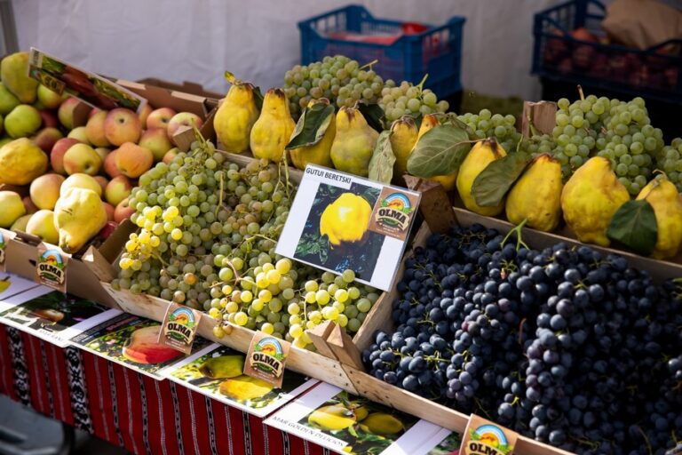 Weekend la Palas: târgul „Gusturile toamnei” cu delicii culinare şi activități variate, dar şi tiroliană pentru copii și surprize speciale, de Ziua Armatei