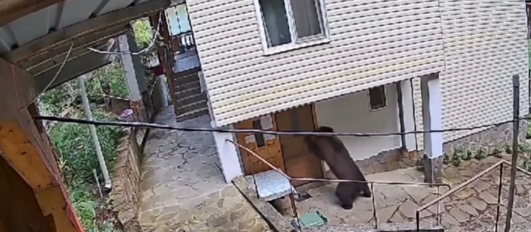 VIDEO Un urs a decis să verifice rezervele de mâncare dintr-o gospodărie din Buzău
