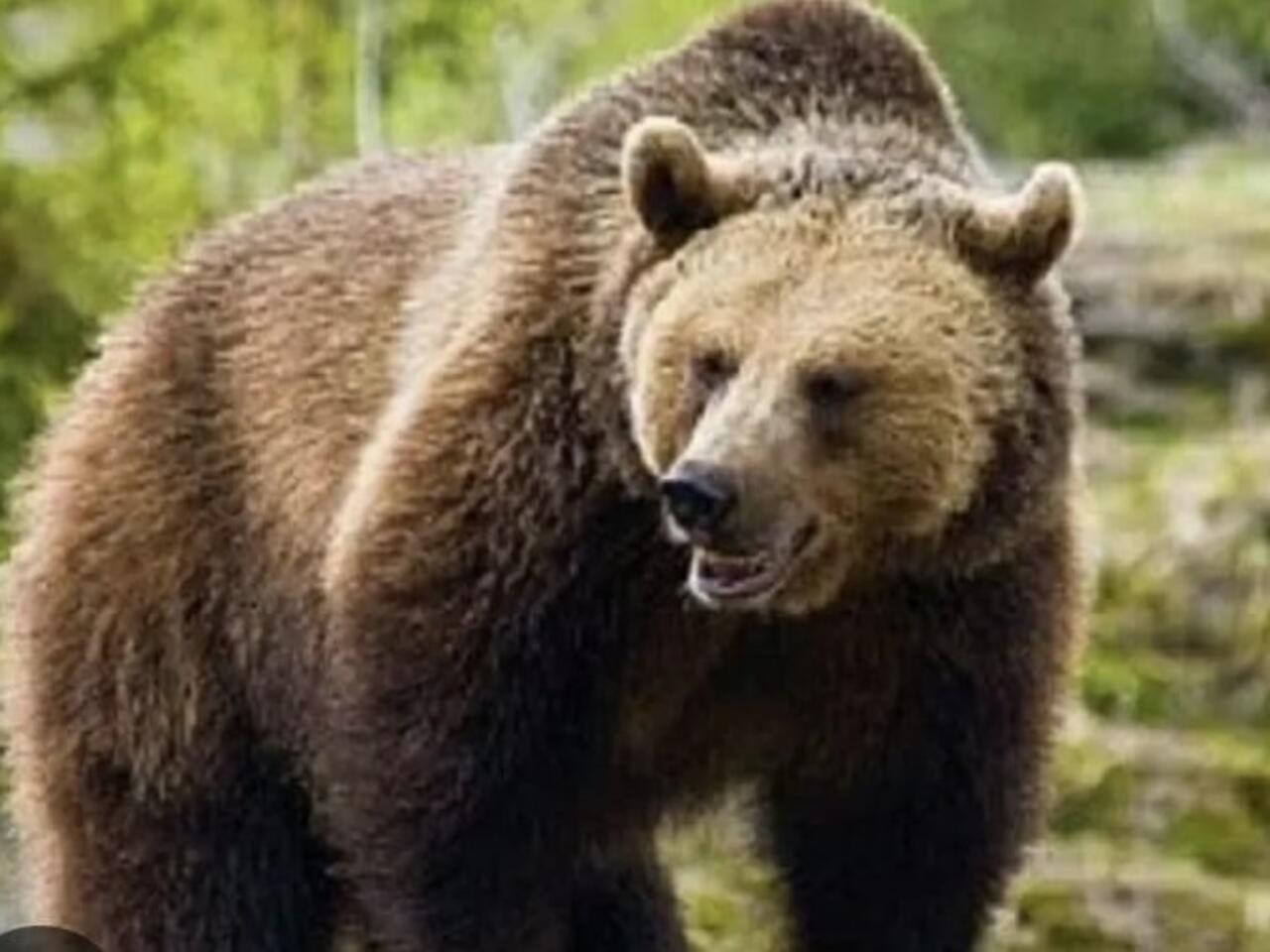 Şeful Salvamont România: Ursul ştie că e un animal puternic şi că omul îi este inferior fizic, aşa că prinde tot mai mult curaj