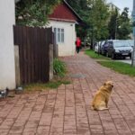 Un câine a băgat spaima în suceveni. Are deja 5 victime la activ, ultima fiind un cadru universitar