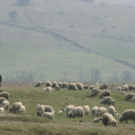 Cioban omorât în bătaie de angajatorul său. Ambulanța nu a putut să ajungă la stână