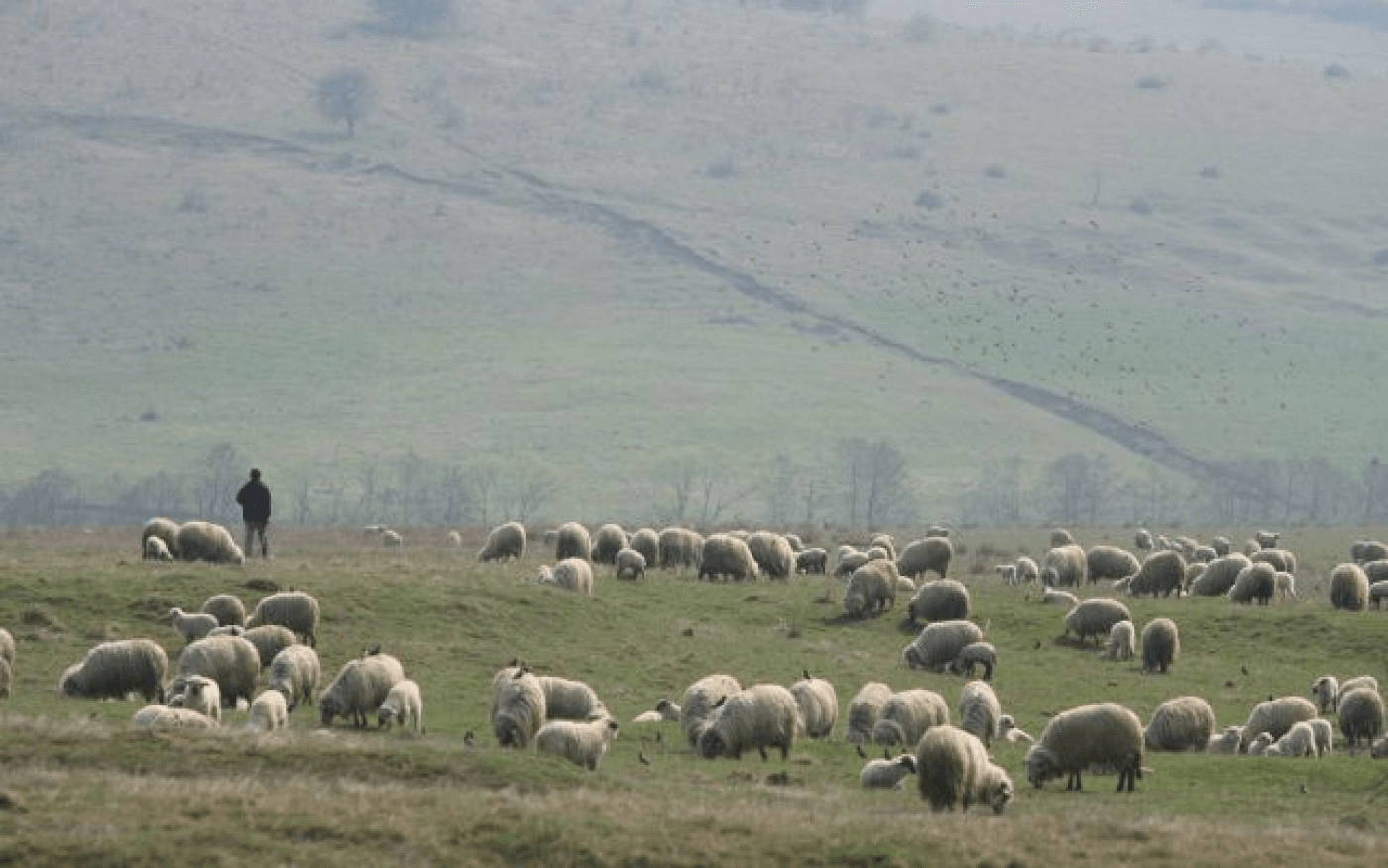Cioban omorât în bătaie de angajatorul său. Ambulanța nu a putut să ajungă la stână