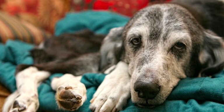 Cum să ai grijă de animalul tău de companie senior în sezonul rece?