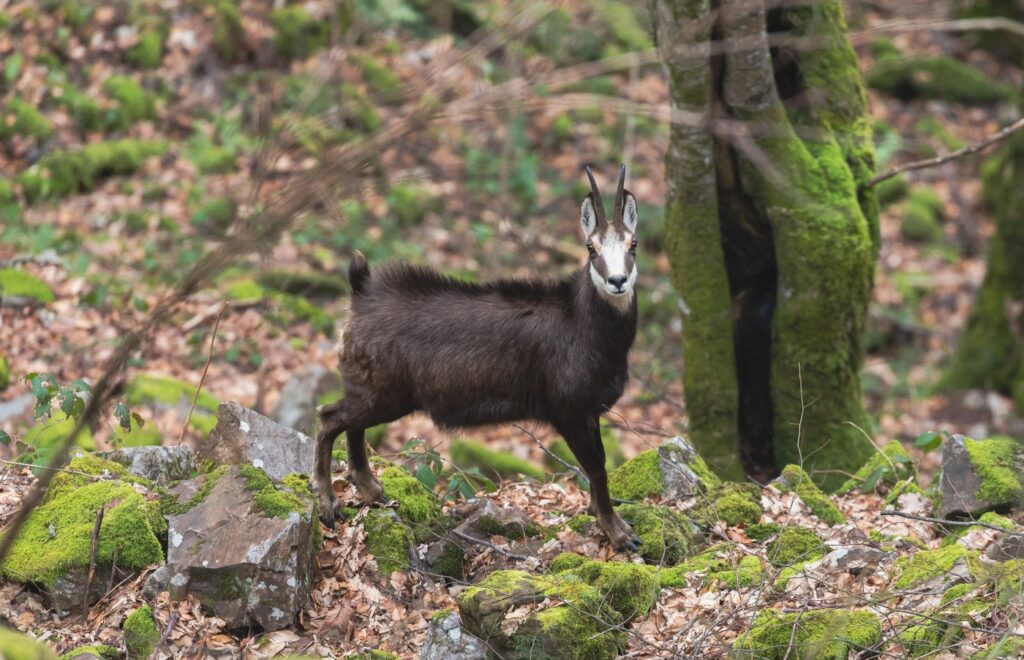  Sunetele caprei negre în plin sezon de împerechere, surprinse la Parcul Național Cheile Bicazului – Hășmaș/VIDEO