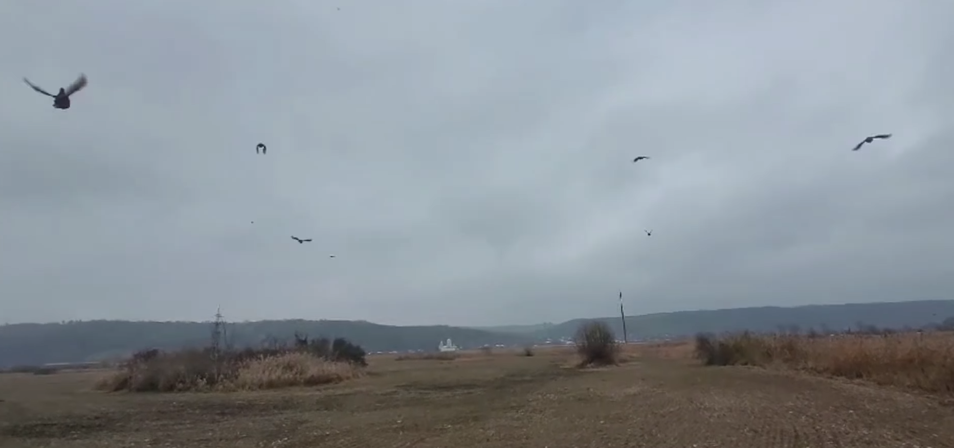 O mie de fazani, eliberaţi în pădurile gestionate de către Ocolul Silvic Fântânele din cadrul Direcţiei Silvice Bacău - VIDEO