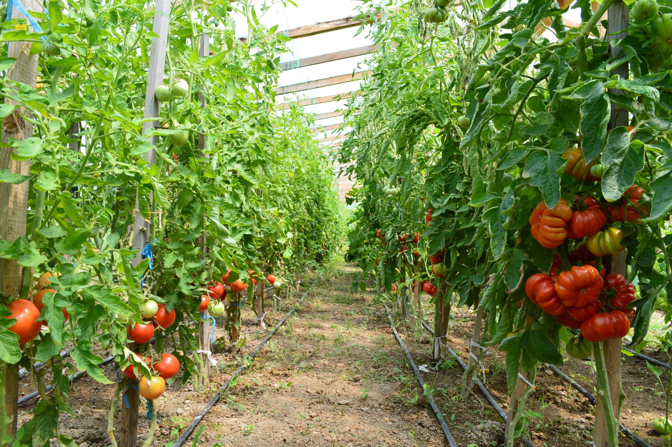 Percheziţii ale Parchetului European în judeţul Maramureş. Presupusă fraudă cu subvenţii în valoare de 2 milioane de euro, implicând proiecte de cultivare şi ambalare de legume