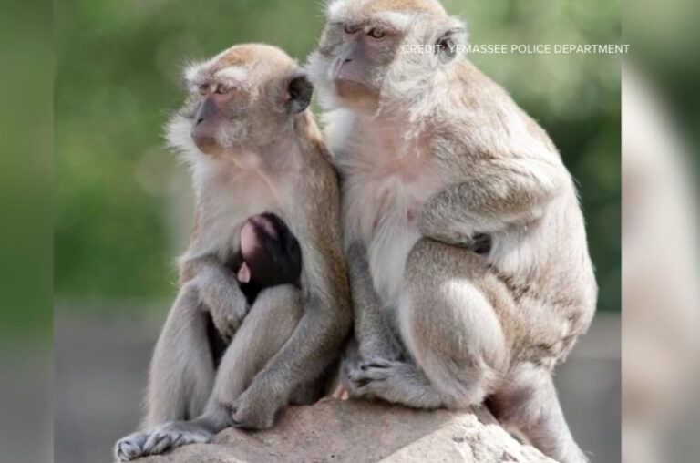 43 de maimuţe care au scăpat dintr-un laborator din SUA nu au fost prinse nici după trei zile