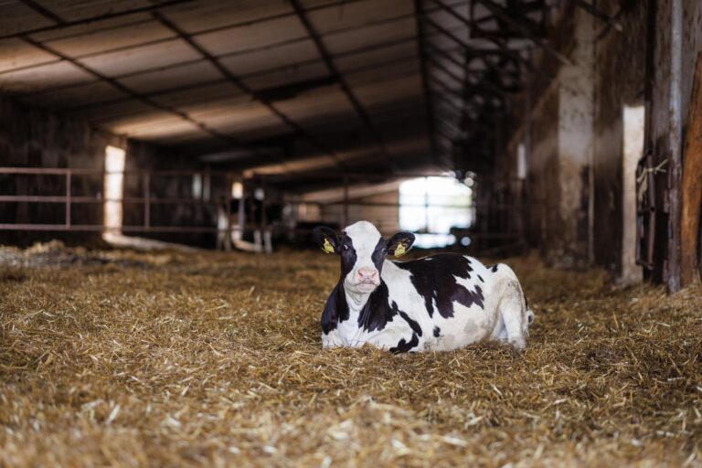 Noi reglementări pentru micii fermieri, din ianuarie. Ce suprafețe cultivate și până la câte animale nu plătești impozit, de la caz la caz?