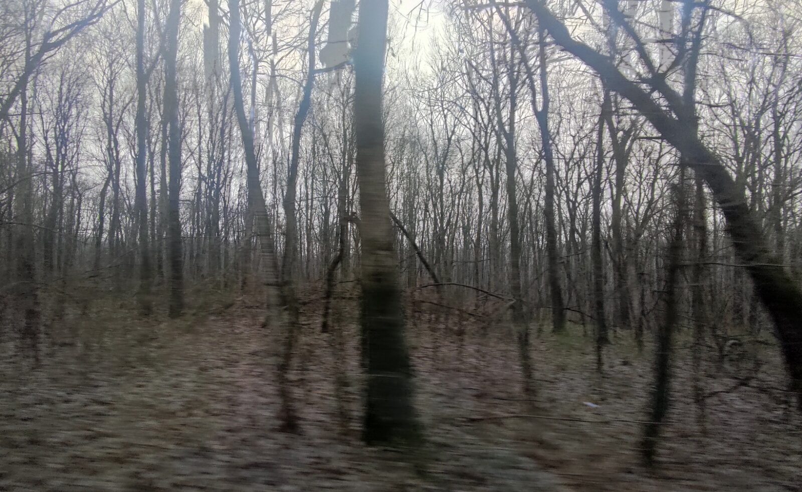  De ce pădurile din jurul Iașului nu sunt amenajate ca parcuri?