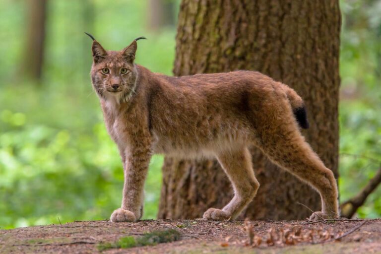 VIDEO Un pui de râs a fost filmat în apropiere de centrul oraşului Lugoj. Este posibil ca animalul să fi fost ţinut în captivitate