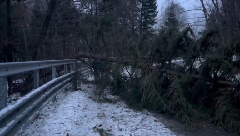 Trafic îngreunat pe Transalpina, după ce mai mulţi copaci au căzut pe carosabil
