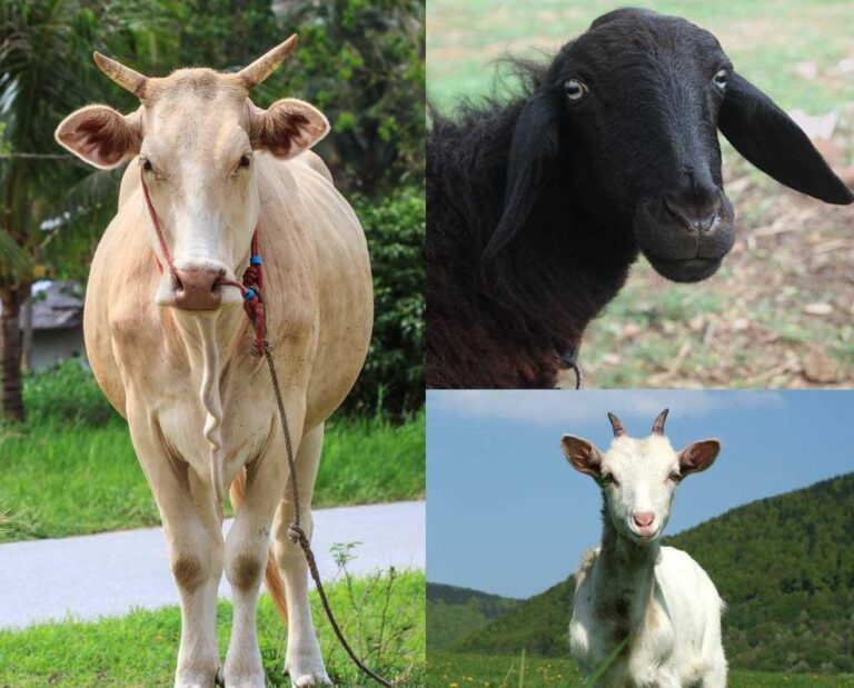 Crescătorii de animale pot depune cereri, la APIA, pentru ajutoarele de la stat