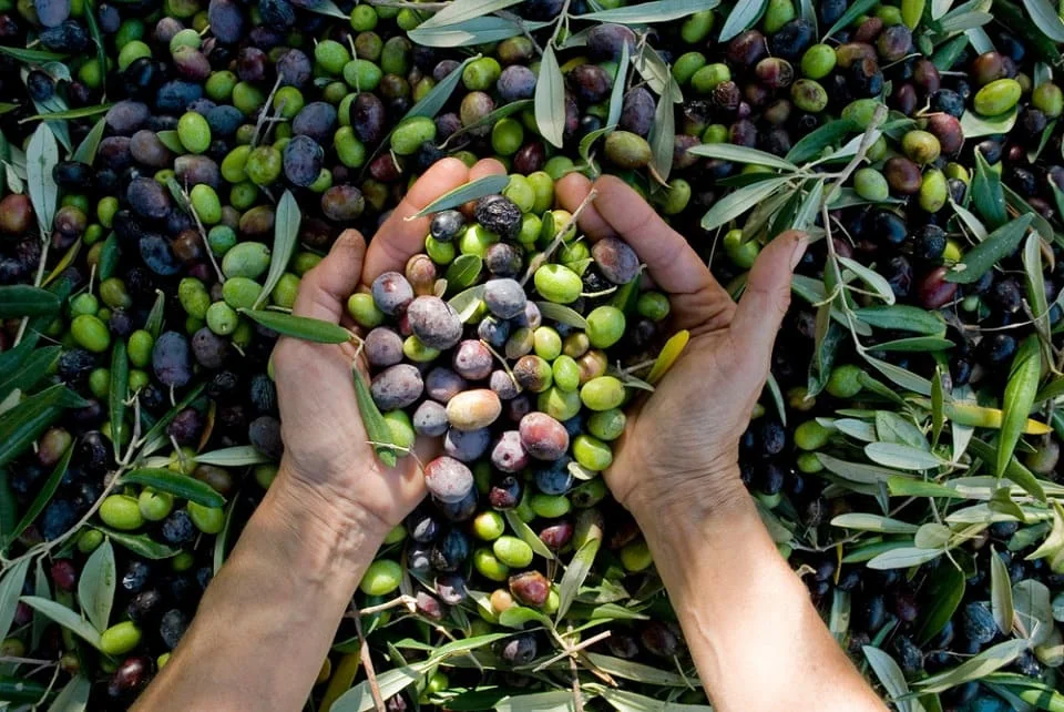 Alimentul din casă care e plin de vitamine. E verde și negru și-l arunci pe jumătate