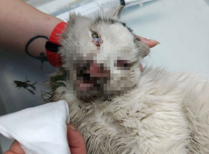 Incident șocant la Constanța: Pisică rănită grav, după ce i s-a pus o petardă în gură