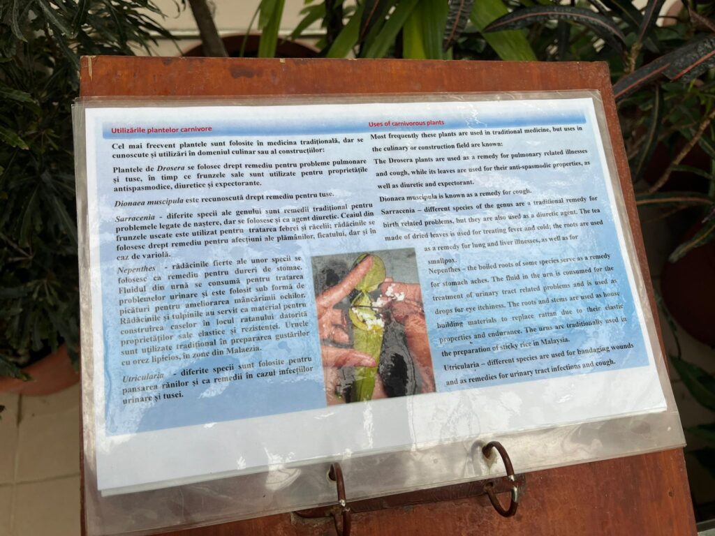  Expozitie-cameli-azalee-Iasi9
