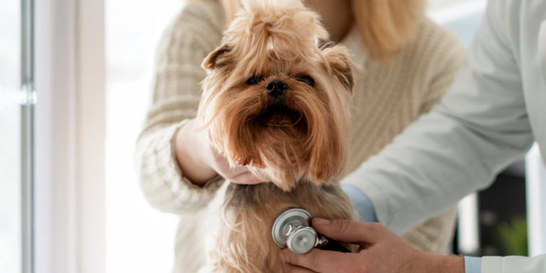 Bolile cardiovasculare congenitale la animalele de companie