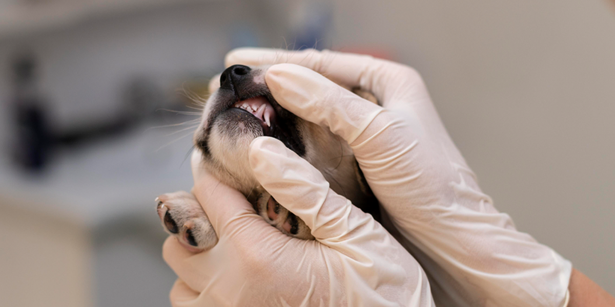 Boala parodontală la animalele de companie: mai mult decât o simplă durere de dinți