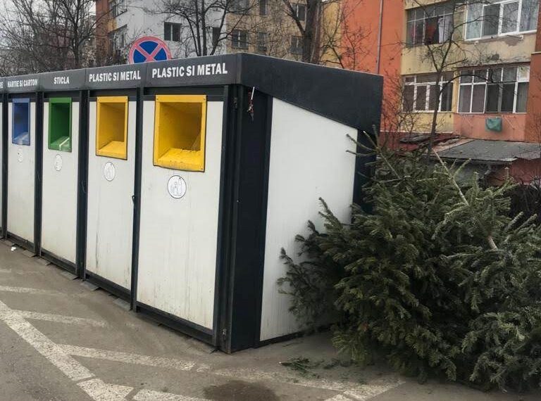 Salubris a început colectarea brazilor de Crăciun. Societatea îi transformă în înghrășământ natural