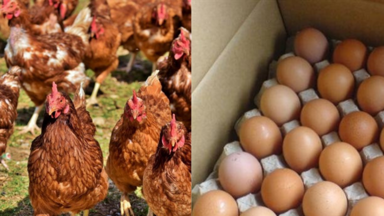 Alerta alimentară în Vaslui: Ouă infestate cu salmonella, retrase de la comercializare. Sute de mii de găini sacrifcate