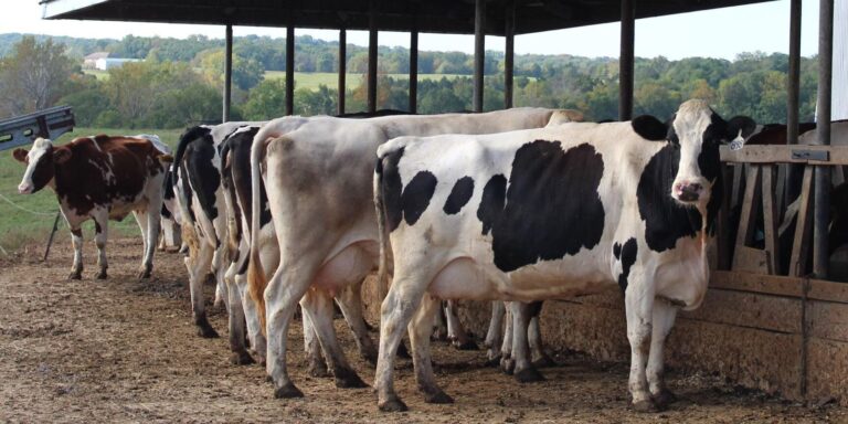 Atenție fermieri! Solicitanții eco-schemelor mai au doar o săptămână să depună deconturile