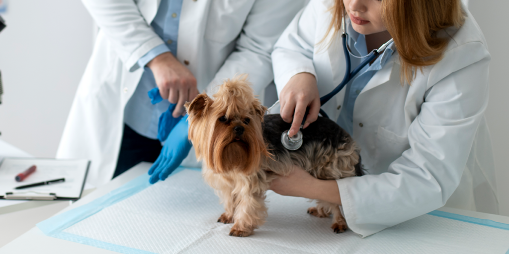  Controale veterinare periodice pentru animalele de companie: de ce sunt importante?
