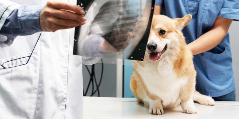 Cum se realizează examenul radiologic la animalele de companie?