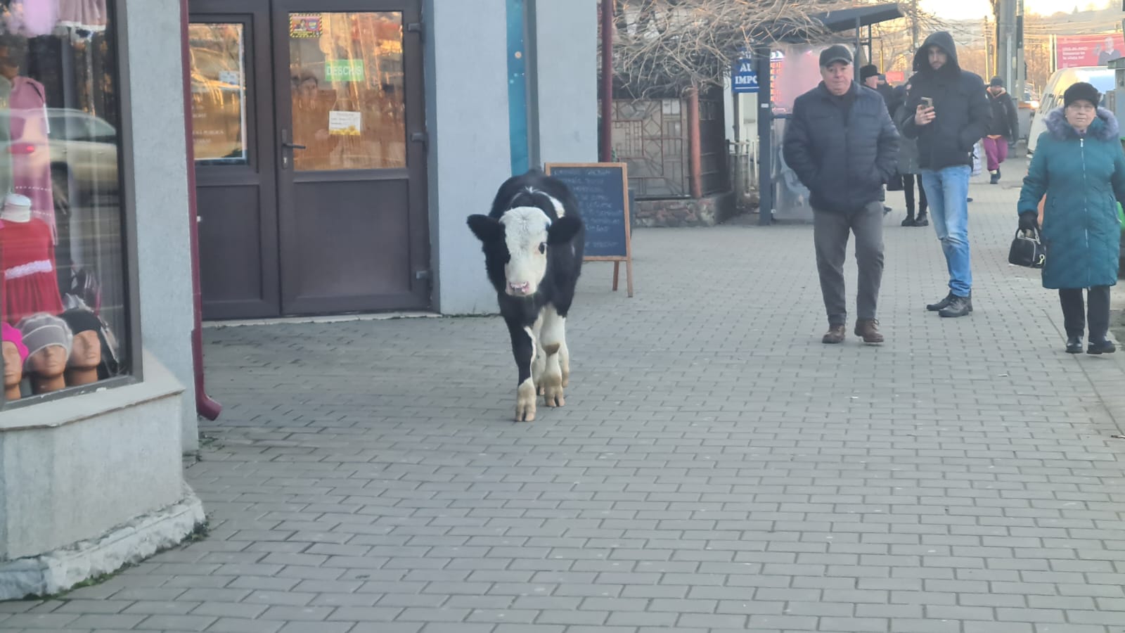 Musafir surpriză pe străzile din Iași, un vițel mergea pe linia de tramvai sub pasajul Alexandru cel Bun - VIDEO