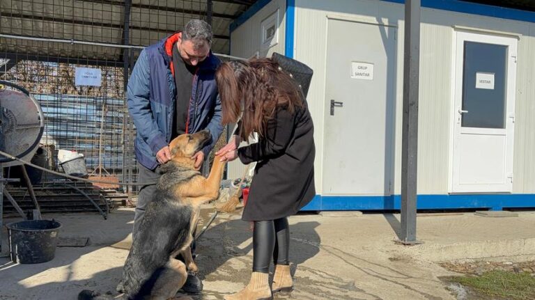 O căţeluşă care a dispărut din Hunedoara în Ajun de Crăciun, după ce s-a speriat de petarde, a fost găsită după o lună şi jumătate