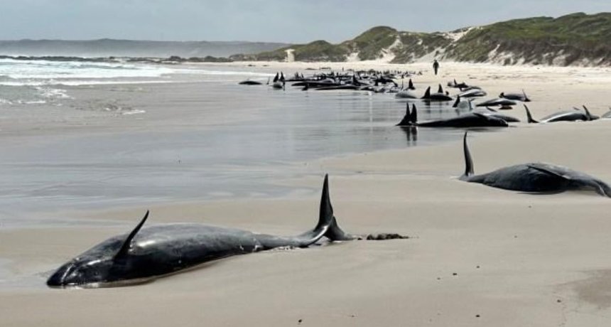 Peste 150 de balene au eşuat pe o plajă din Australia. Aproximativ 90 dintre ele sunt încă în viaţă