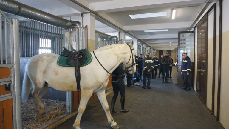 Și animalele au nevoie de eroi. La Facultatea de Medicină Veterinară din Iași au fost reluate cursurile de salvarea animalelor din medii ostile - FOTO