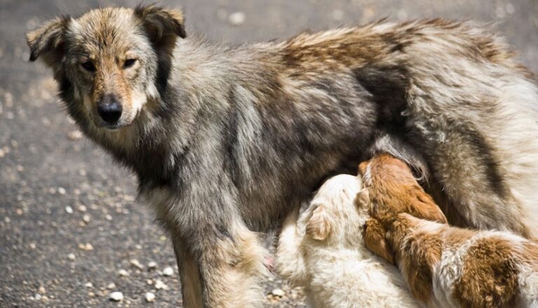 Cupa Mondială de fotbal 2030: Marocul va ucide trei milioane de câini vagabonzi. Execuțiile au început deja