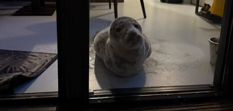 O focă a intrat într-o cameră de hotel să-şi facă siesta, la Vlissingen, în sudul Olandei