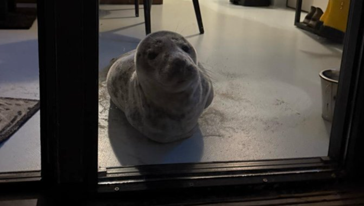  O focă a intrat într-o cameră de hotel să-şi facă siesta, la Vlissingen, în sudul Olandei