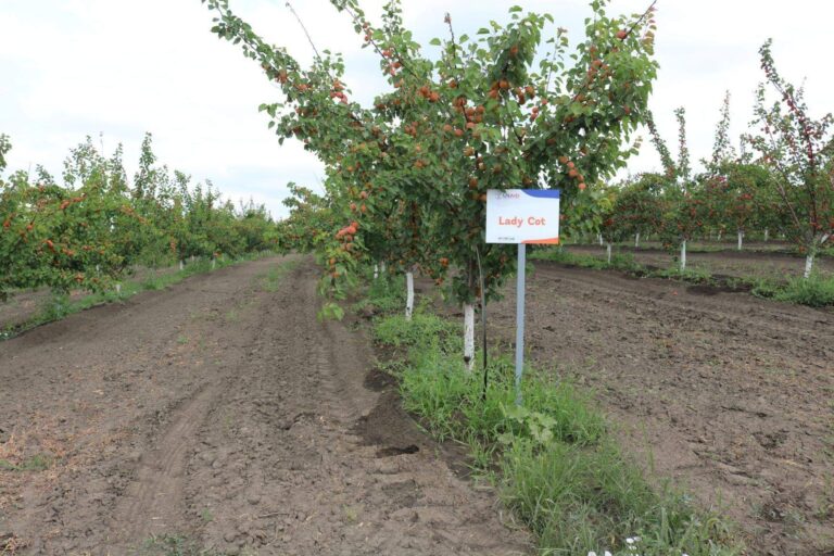 O primărie din Iași, executată silit din cauză că funcționarii au îngropat un proiect al unei firme private? „Asta e justiția în România”
