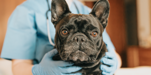 Protocol complet de diagnostic și tratament chirurgical al mastocitomului, la Arcadia Vet